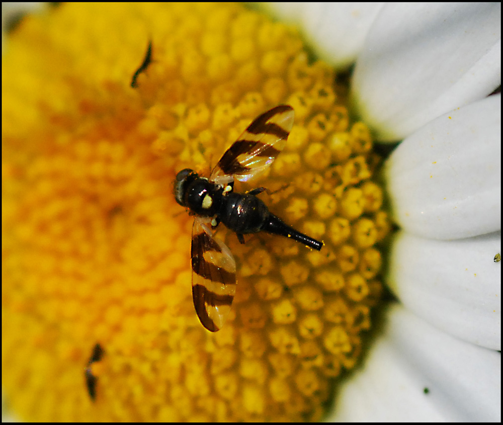 acidia cognata?